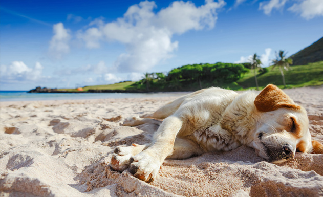 Giving Back to Your Favorite Destination